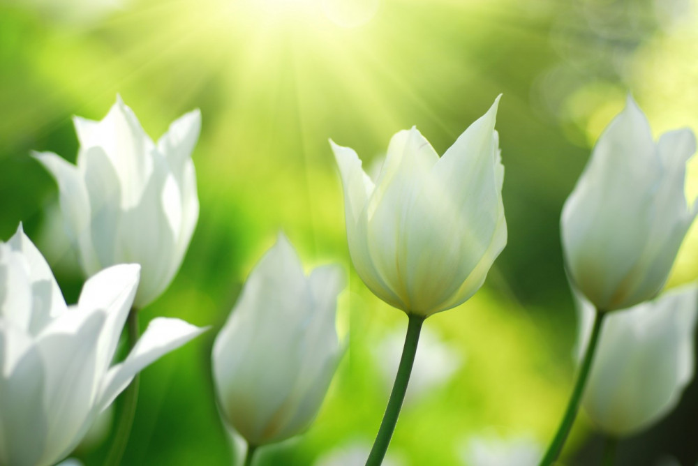 Fototapeta białe tulipany w słońcu