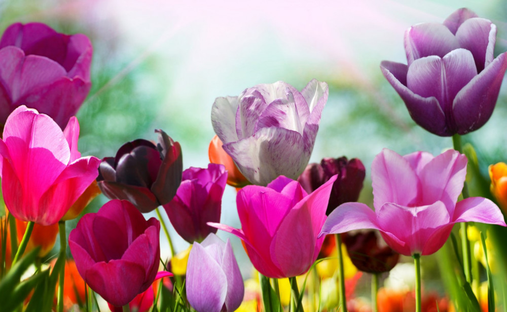 Fototapeta kolorowe tulipany