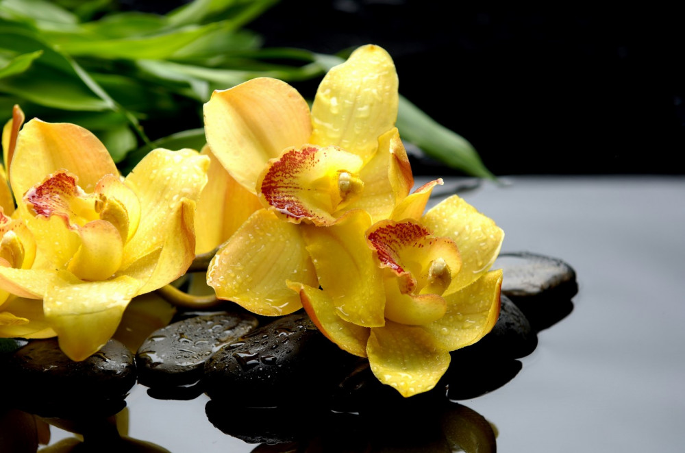 Fototapeta delikatny bukiet żółtych orchidei