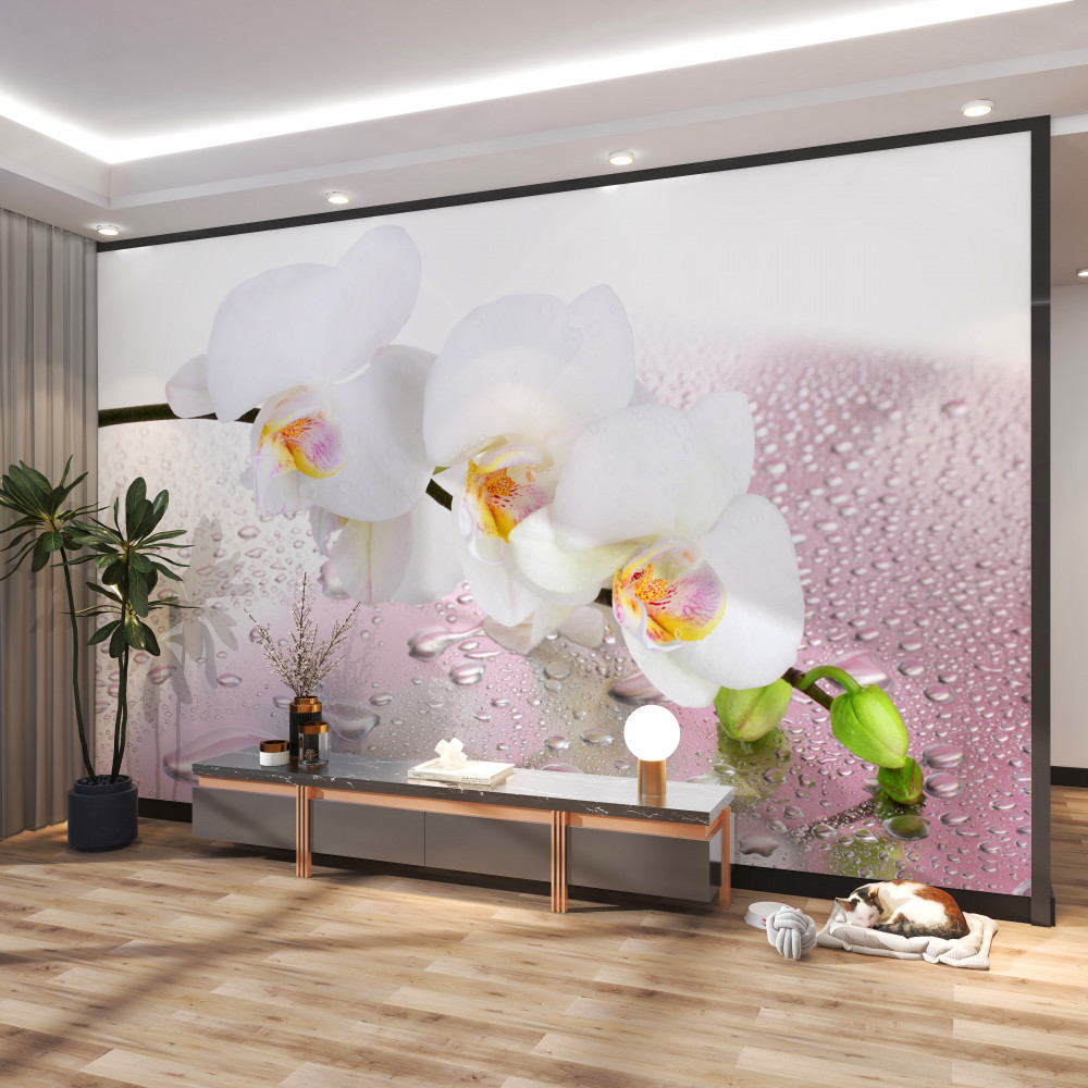 Fototapeta gałąź białej orchidei w kroplach wody