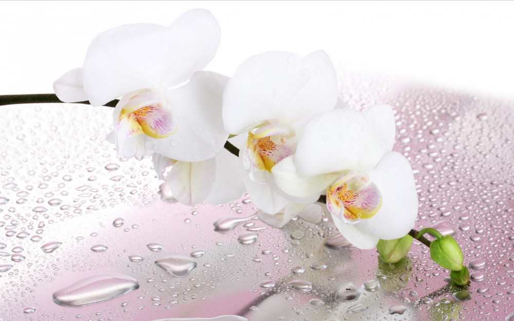 Fototapeta gałąź białej orchidei w kroplach wody