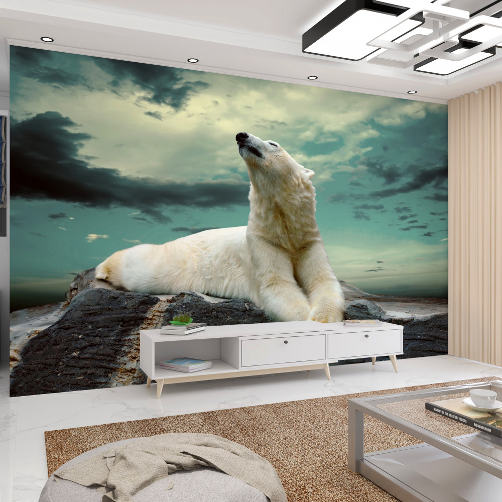 Fototapeta niedźwiedź polarny odpoczywa na kamieniu