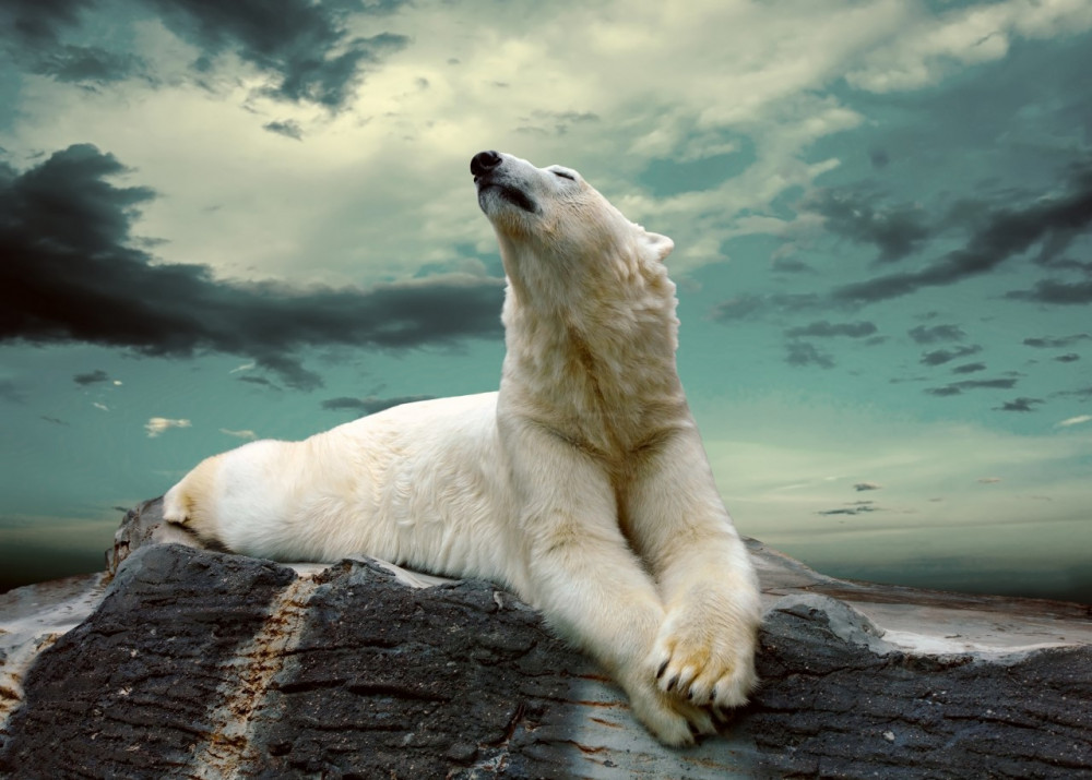 Fototapeta niedźwiedź polarny odpoczywa na kamieniu