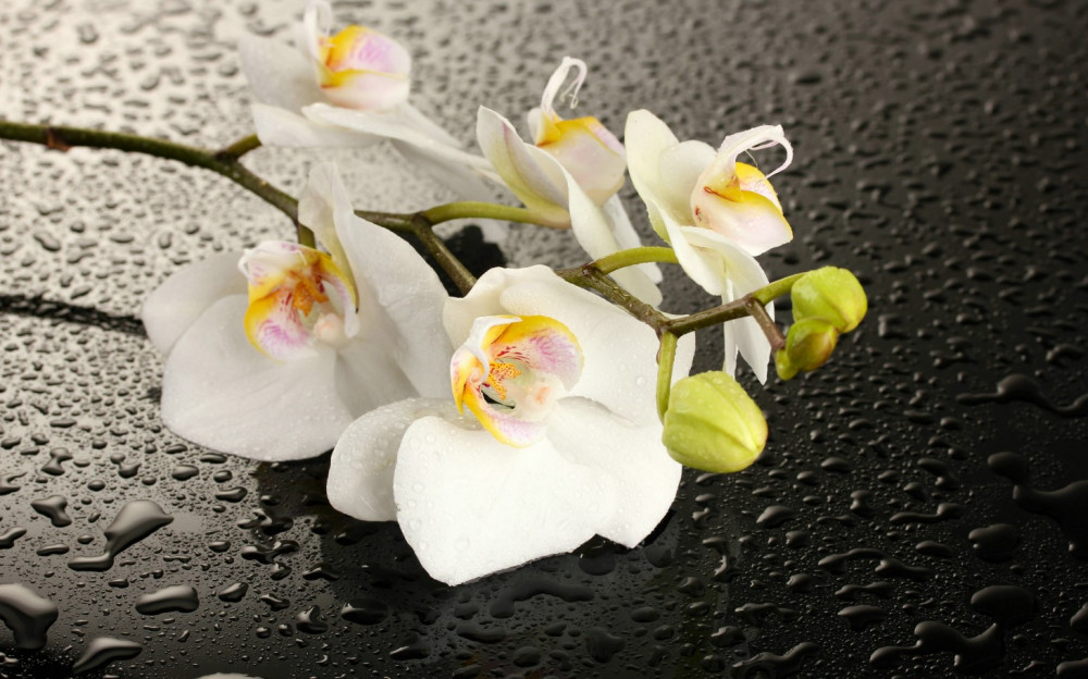 Fototapeta biała orchidea po deszczu