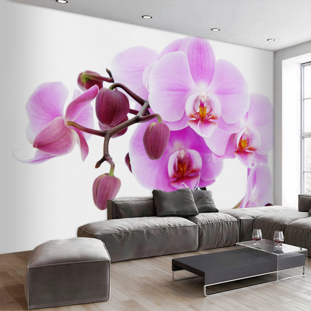 Fototapeta liliowe orchidee z pąkami