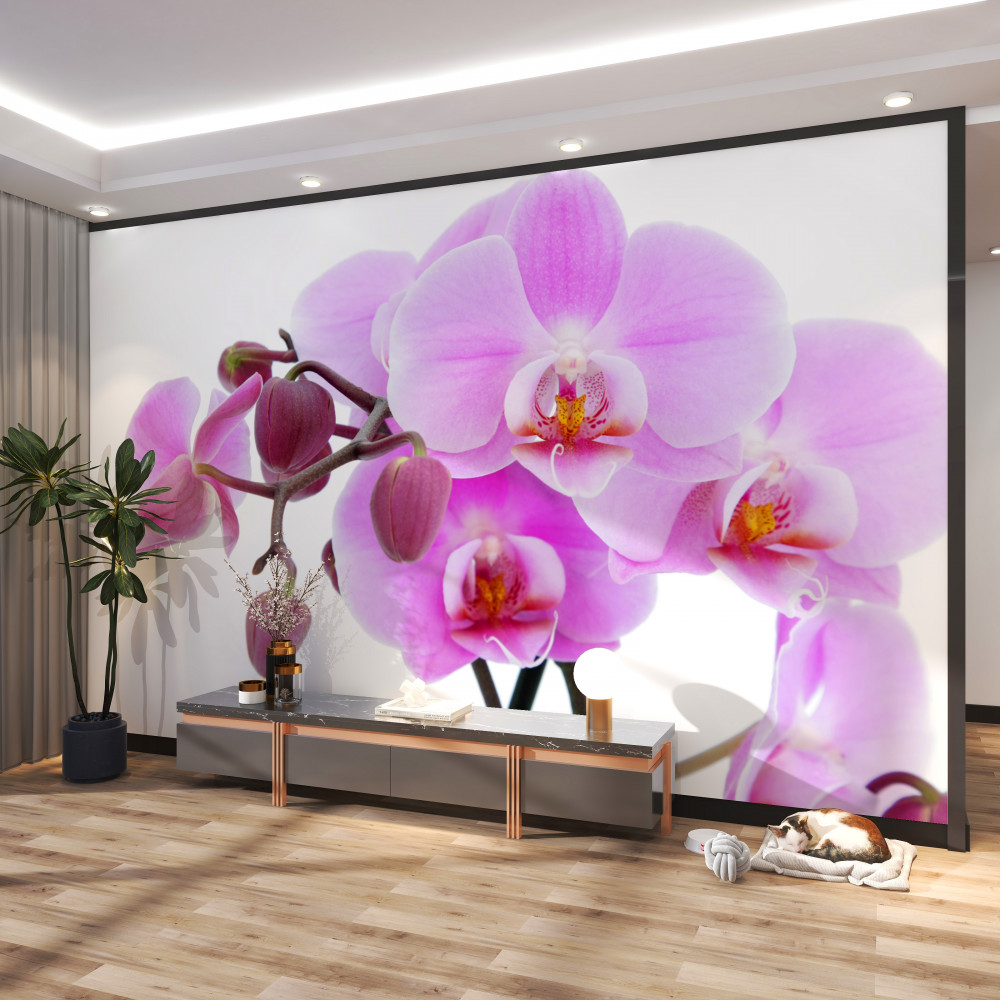 Fototapeta liliowe orchidee z pąkami