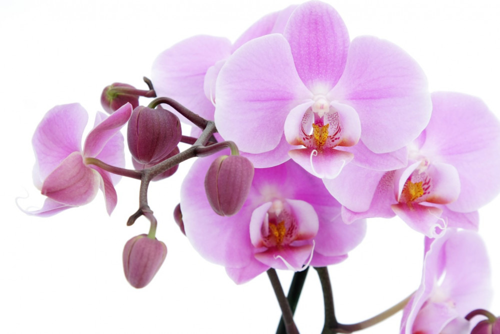 Fototapeta liliowe orchidee z pąkami