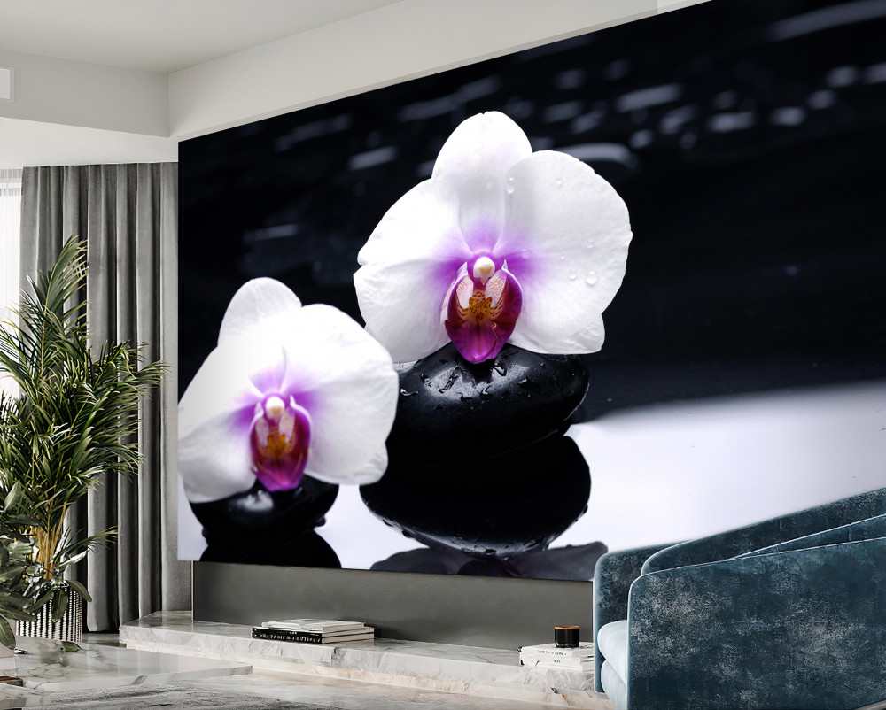Fototapeta biała orchidea na czarnych kamieniach