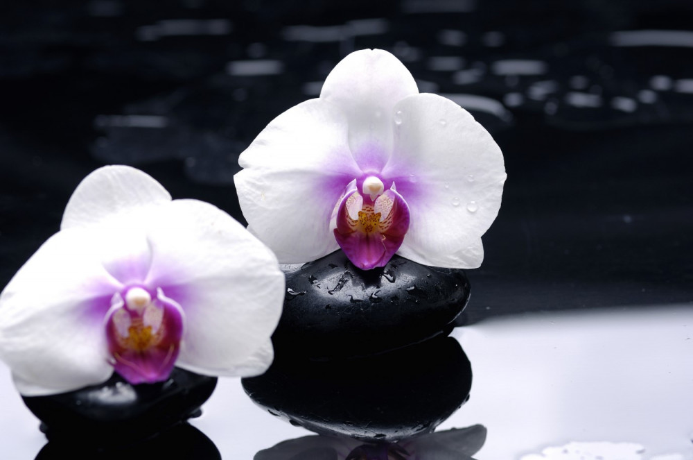Fototapeta biała orchidea na czarnych kamieniach