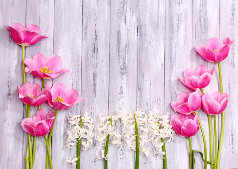 Fototapeta różowe tulipany na drzewie