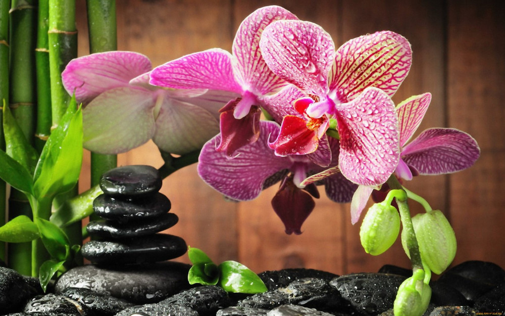 Fototapeta fioletowe orchidee w kamieniach