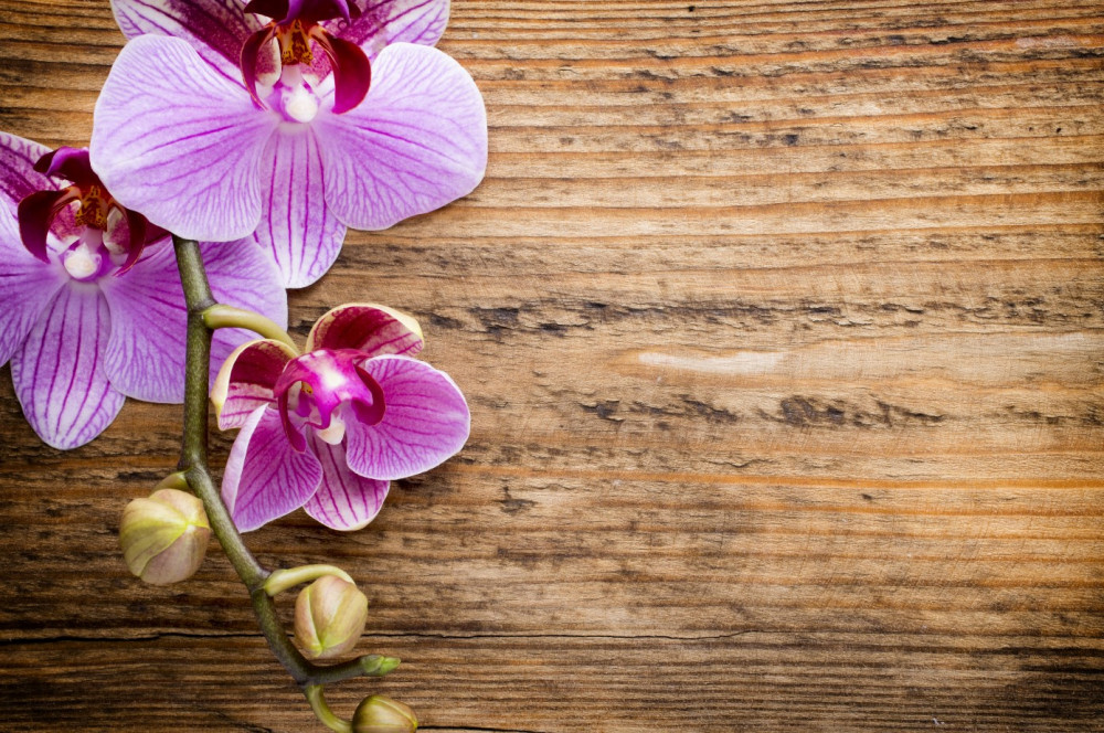 Fototapeta liliowe orchidee na drzewie
