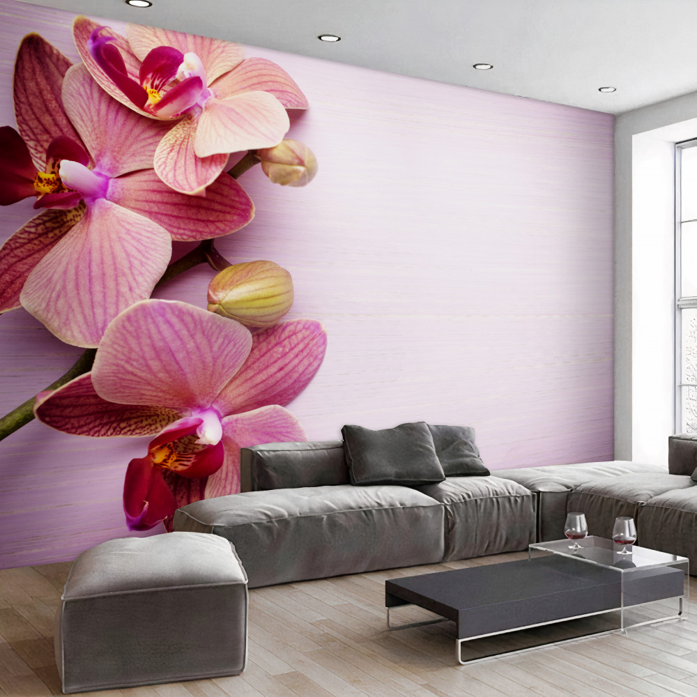 Fototapeta piękne różowe kwiaty orchidei
