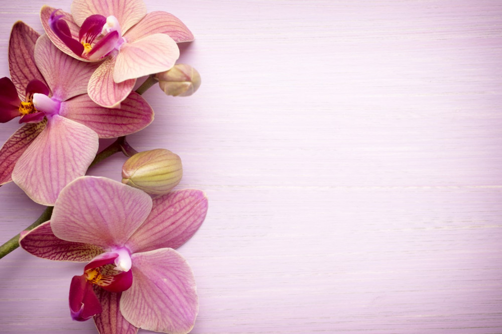 Fototapeta piękne różowe kwiaty orchidei
