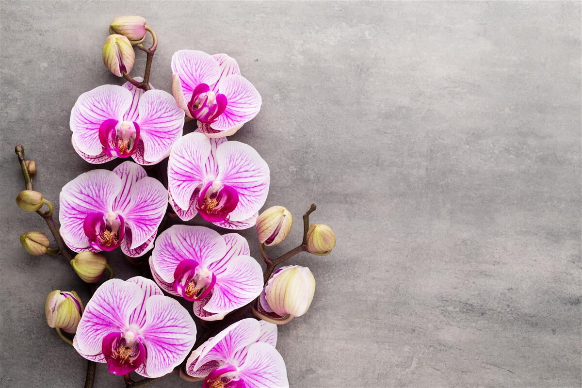 Fototapeta Biała orchidea i liliowy