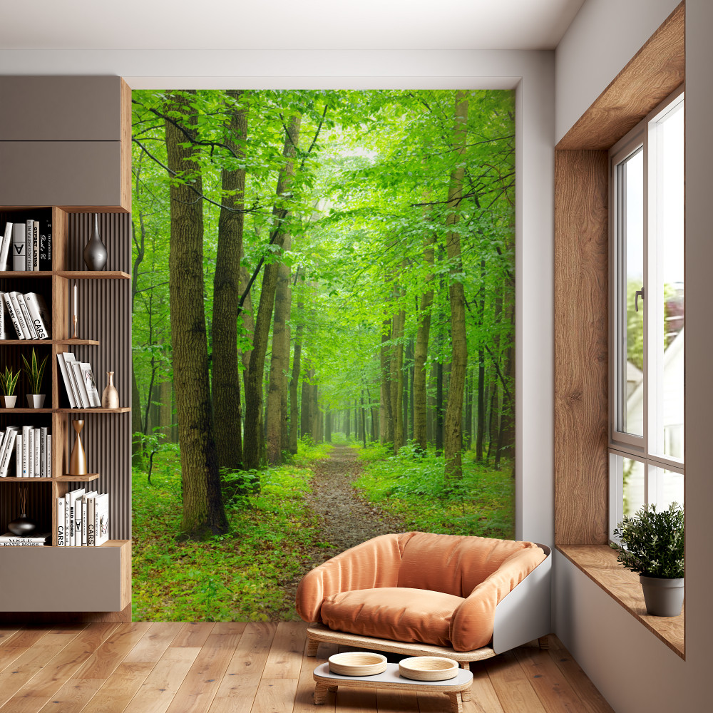 Fototapeta wygodna ścieżka przez smukły las liściasty