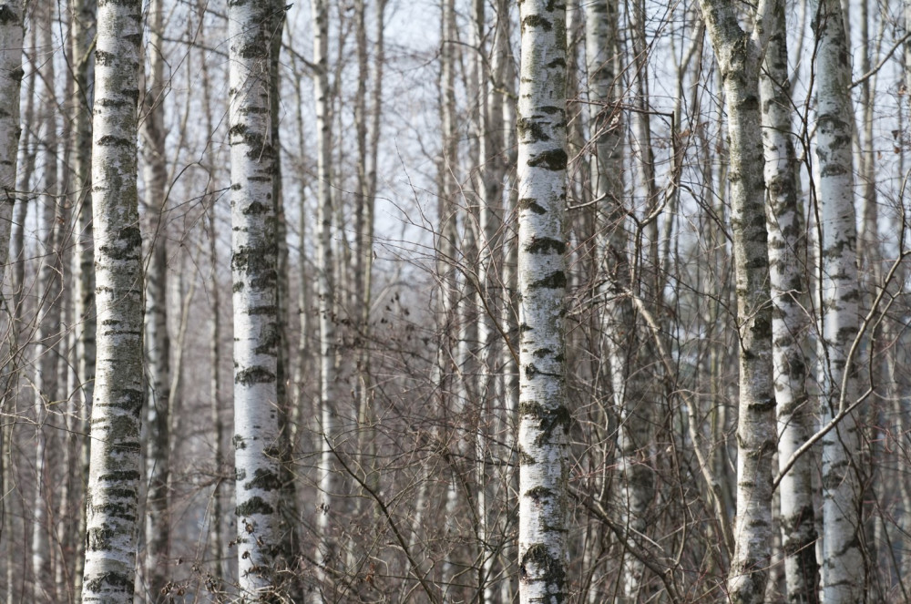 Fototapeta opadłe smukłe brzozy