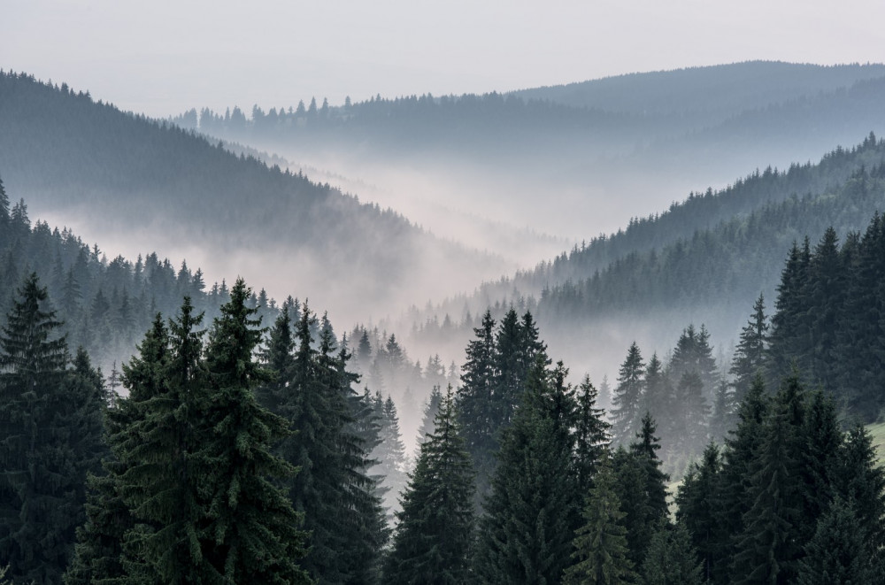 Fototapeta gęsta mgła pokrywa górski las iglasty
