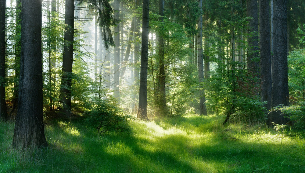 Fototapeta leśny poranek wśród zieleni
