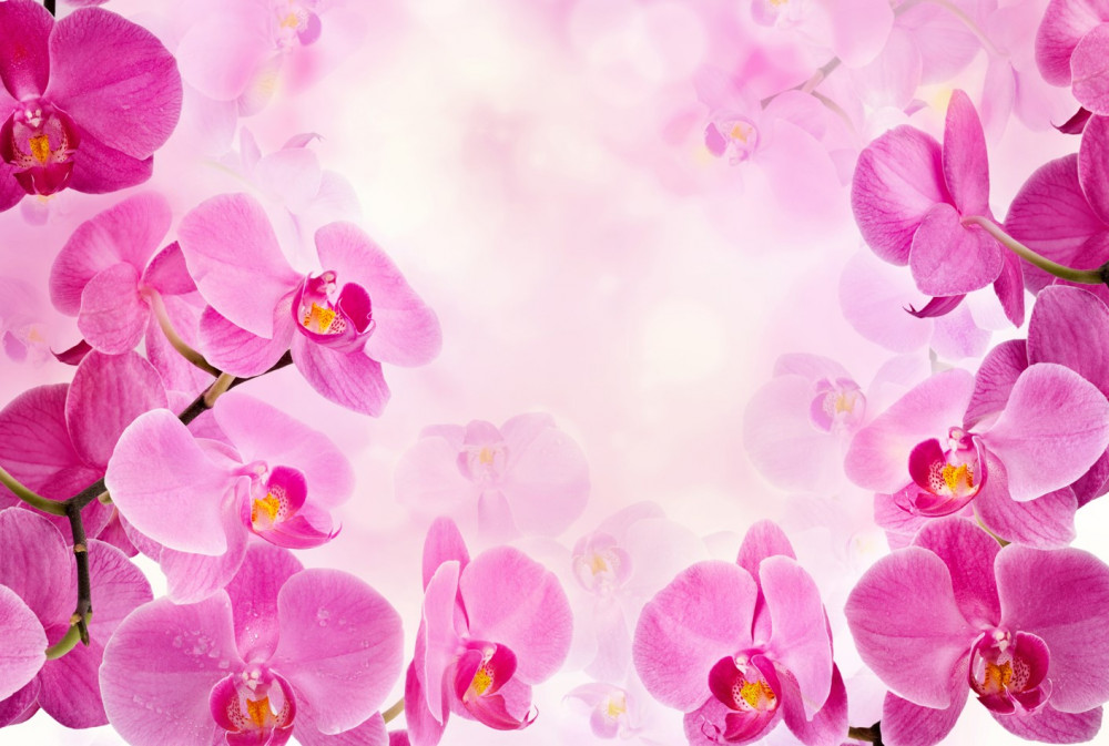 Fototapeta duże fioletowe kwiaty orchidei