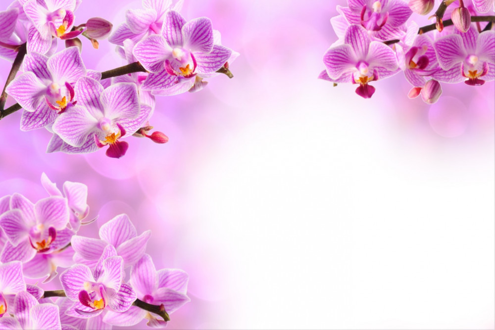 Fototapeta gałęzie kwitnącej liliowej orchidei