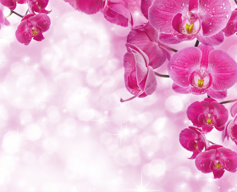 Fototapeta delikatna liliowa orchidea