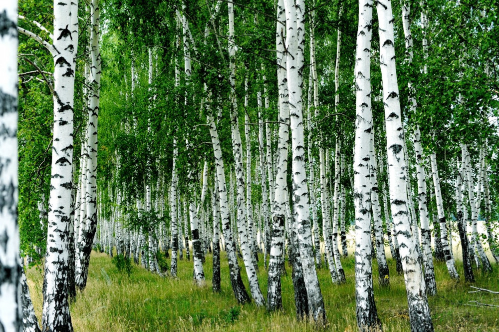 Fototapeta smukłe zielone brzozy na łące