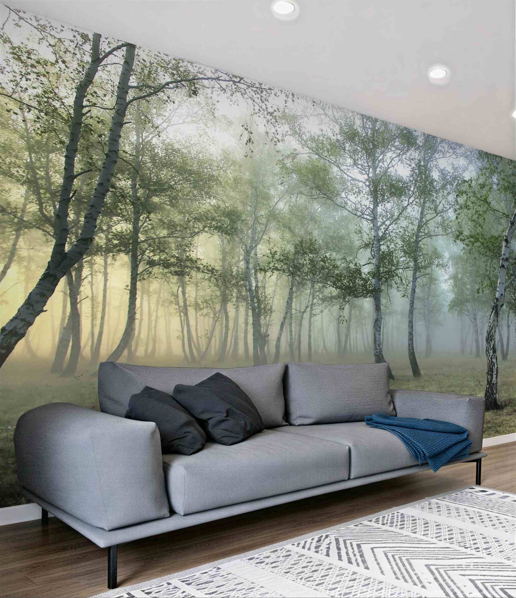 Fototapeta smukłe brzozy w porannej mgle