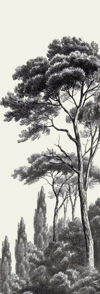 Fototapeta wysokie drzewo leśne z bujną koroną