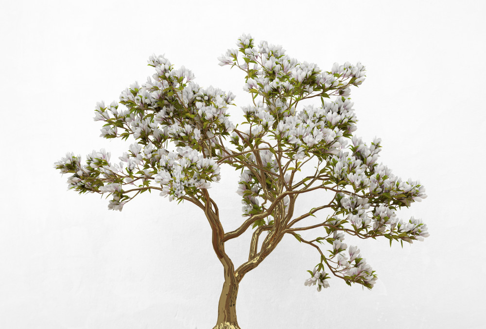 Fototapeta smukłe, piękne samotne bonsai