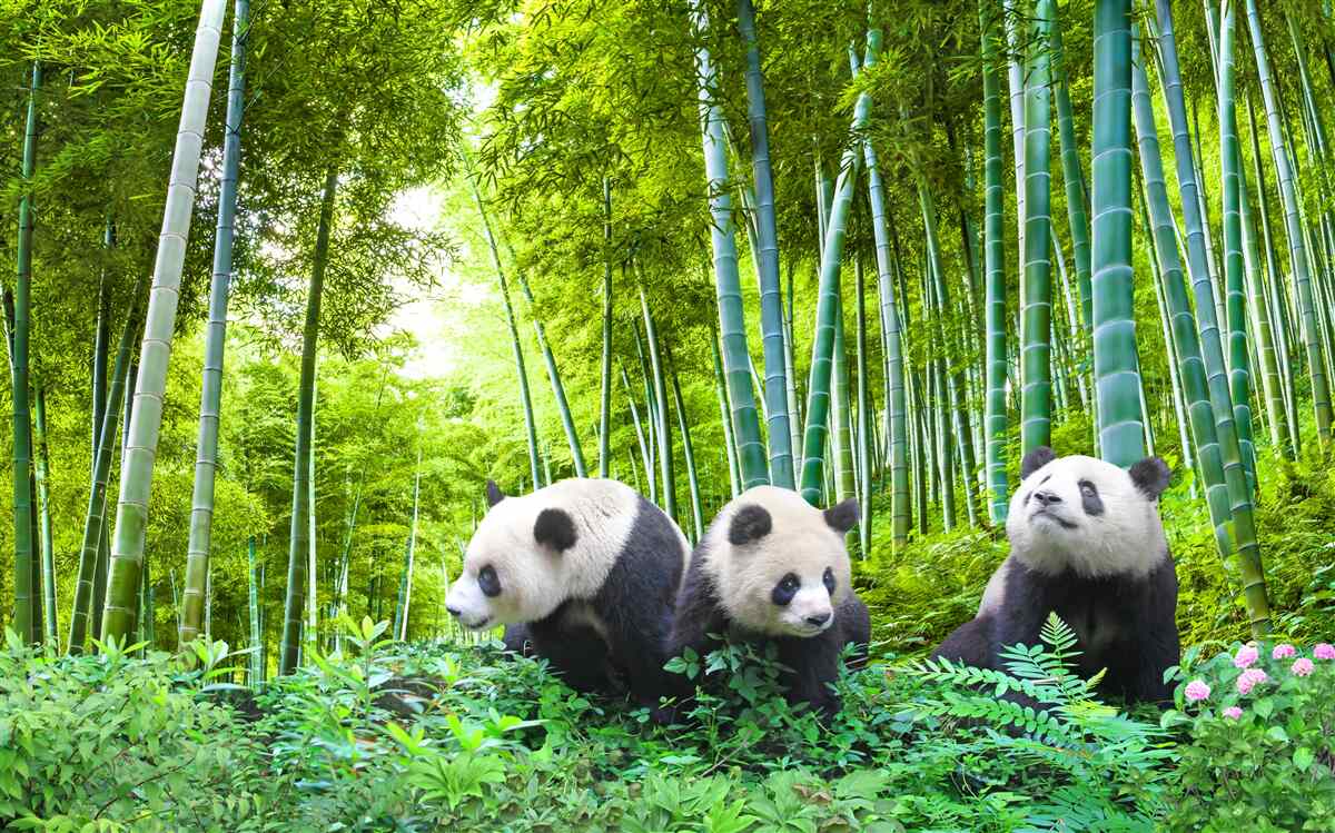 Fototapeta Panda w bambusowym lesie