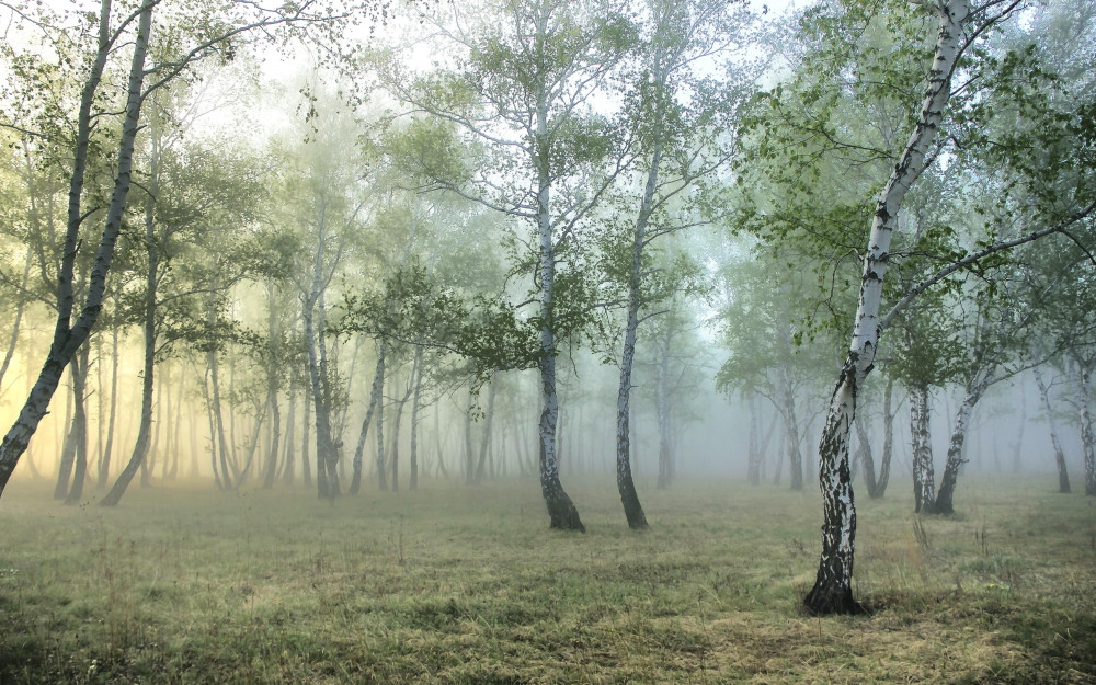 Fototapeta Zielony, Natura i naturalny krajobraz