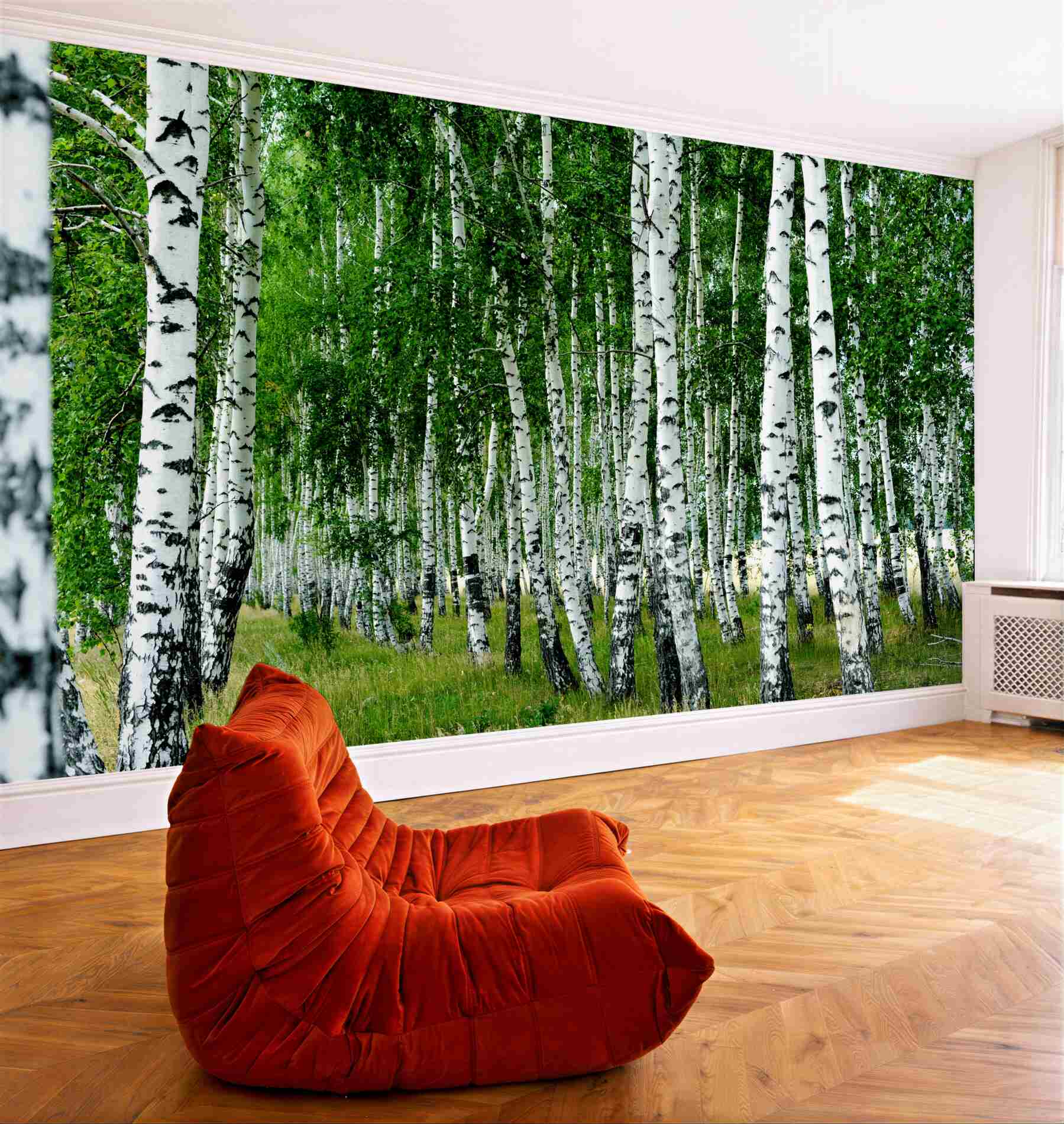 Fototapeta Brzozowy gaj