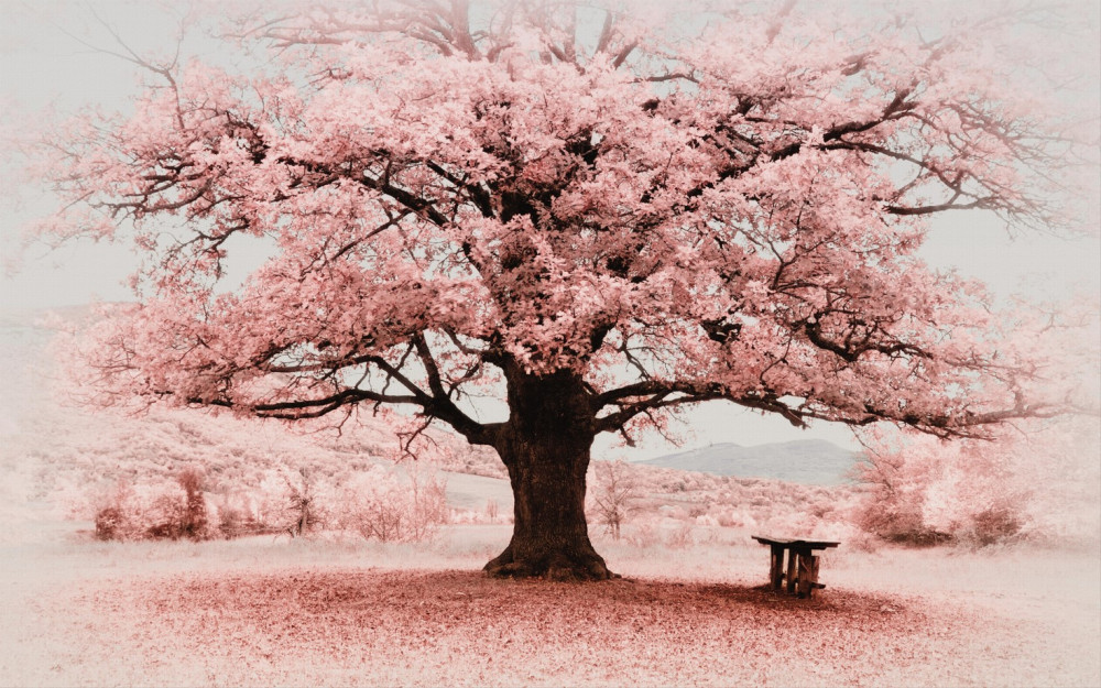 Fototapeta Natura w różowych kolorach