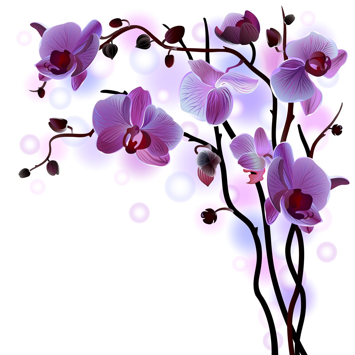 Fototapeta gałęzie fioletowych orchidei