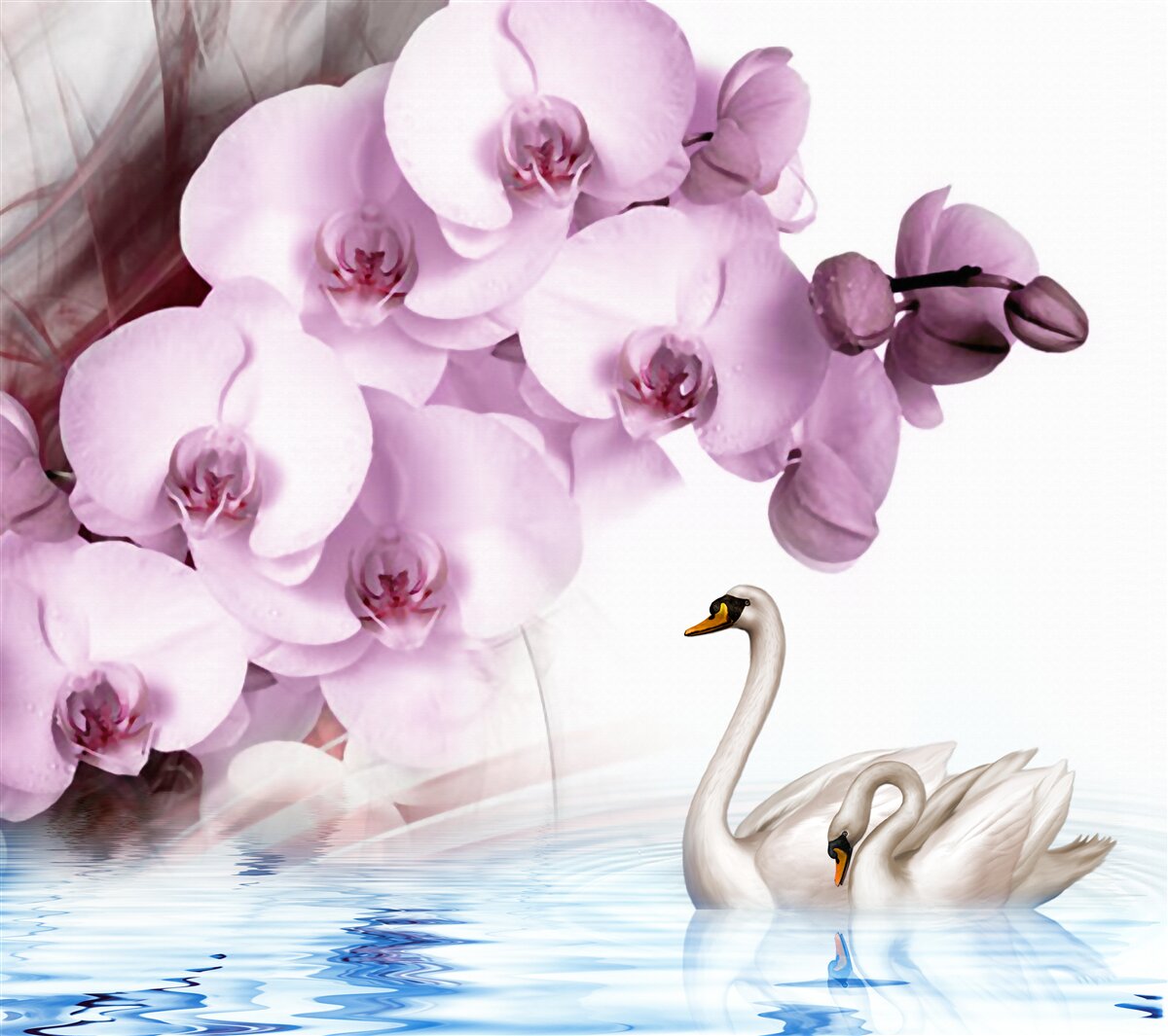 Fototapeta łabędzie na wodzie i delikatna liliowa orchidea