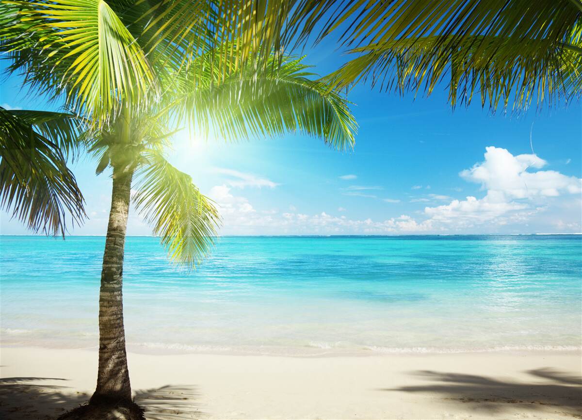 Fototapeta cicha rajska plaża z palmami