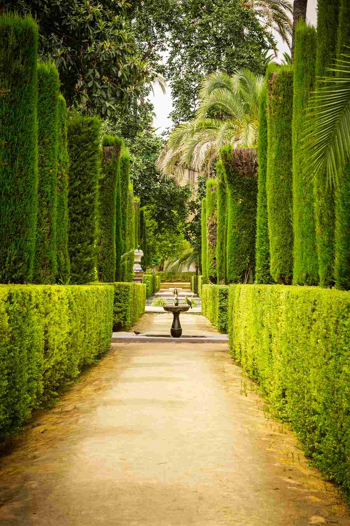 Fototapeta ścieżka wśród topiary cyprysów