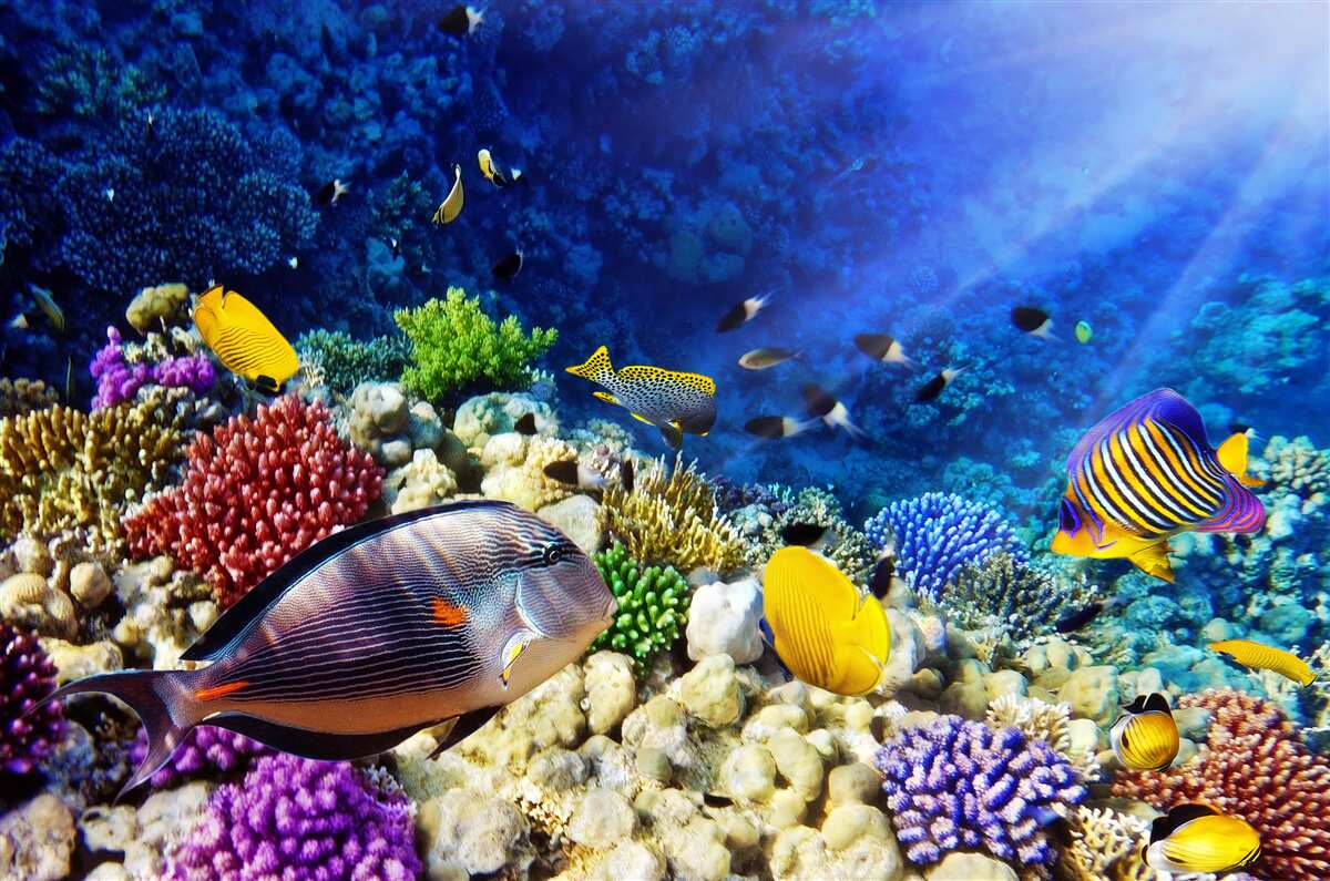 Fototapeta mieszkańcy oceanu w słońcu