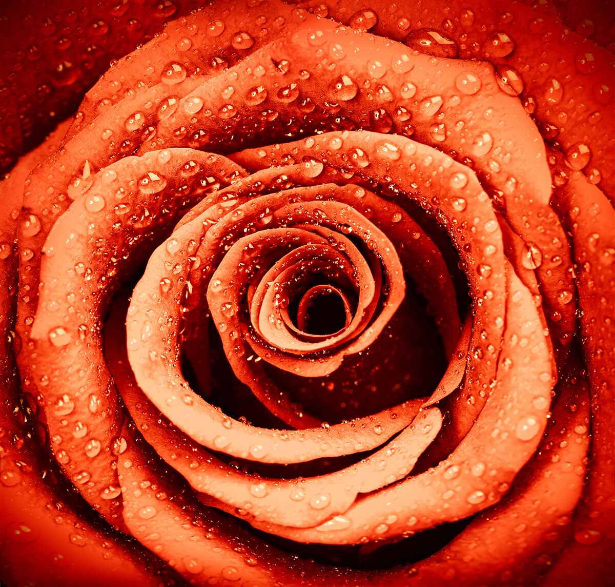 Fototapeta krople rosy na czerwonym pączku róży