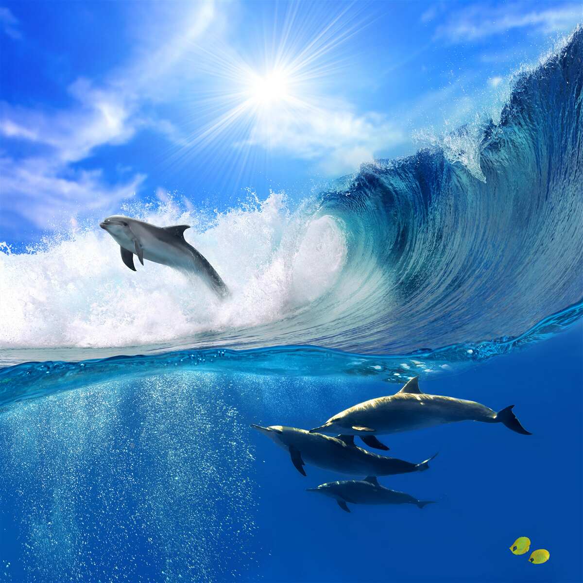 Fototapeta delfiny w wodach oceanu