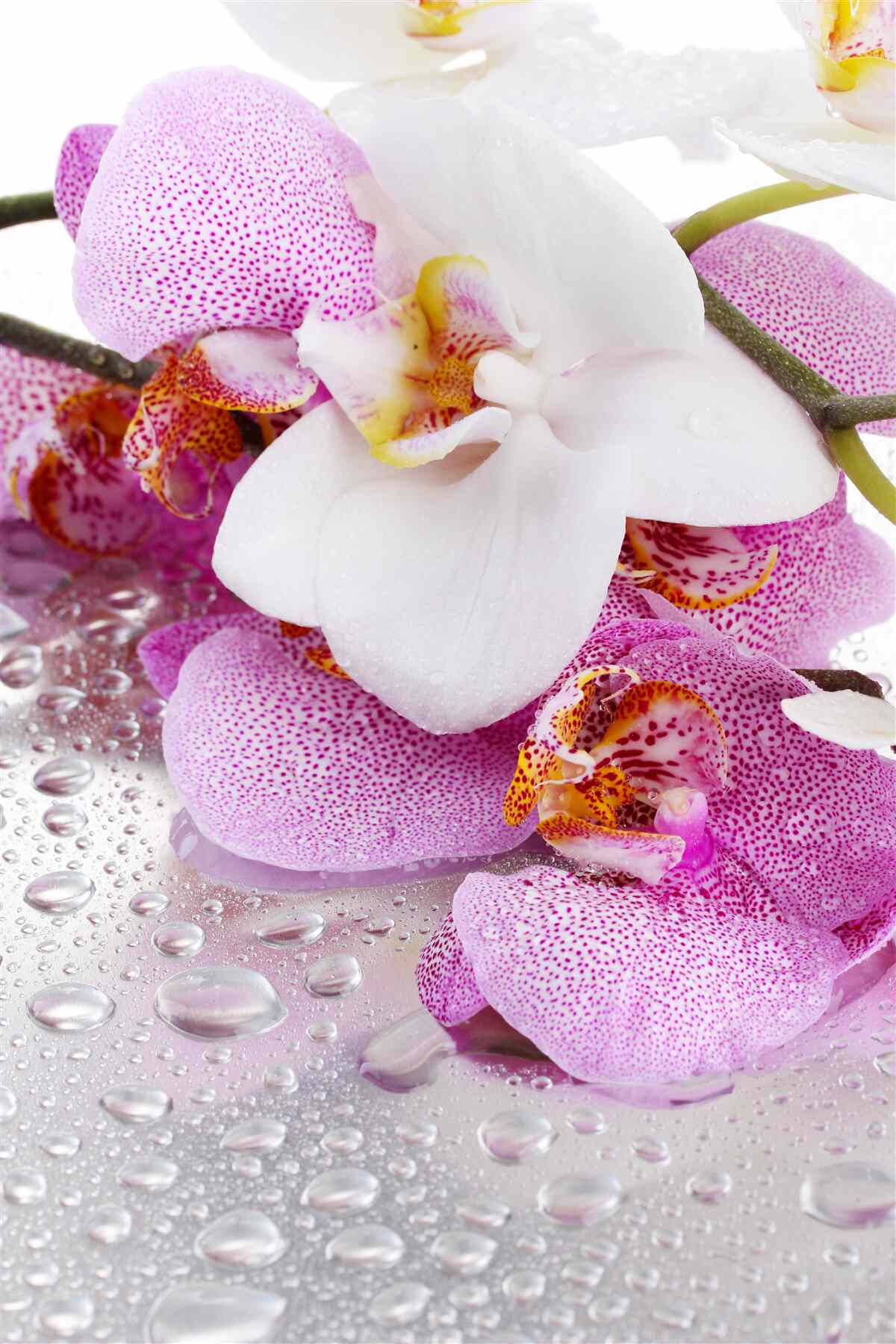 Fototapeta delikatne białe i różowe kwiaty orchidei