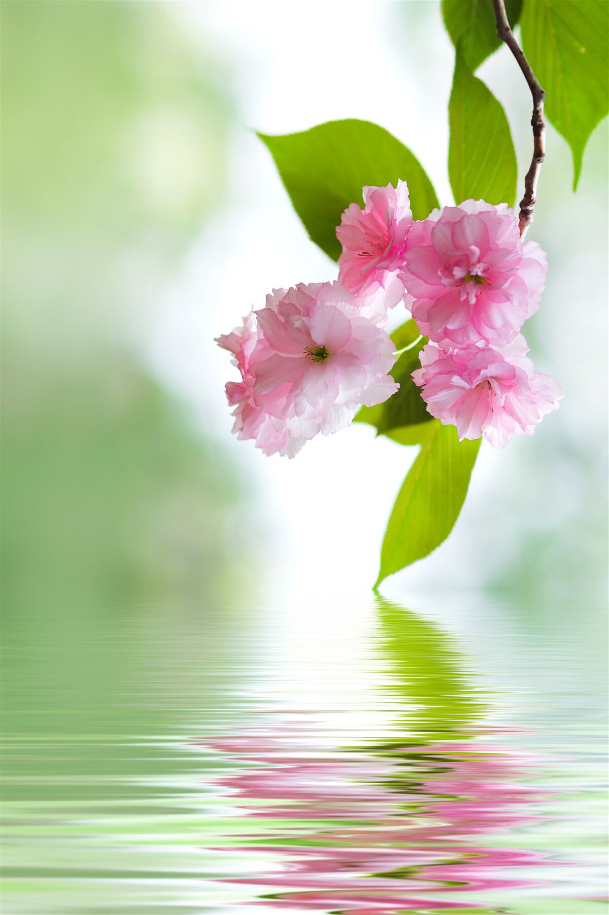 Fototapeta sakura kwitnie na gałęzi nad wodą