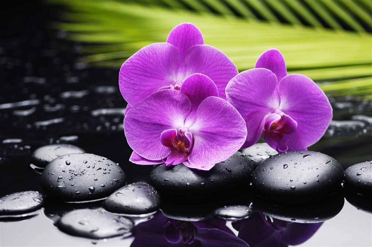 Fototapeta fioletowa orchidea na czarnym kamieniu w pobliżu wody