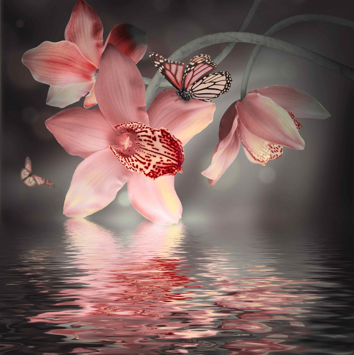 Fototapeta różowa orchidea zwisająca z wody