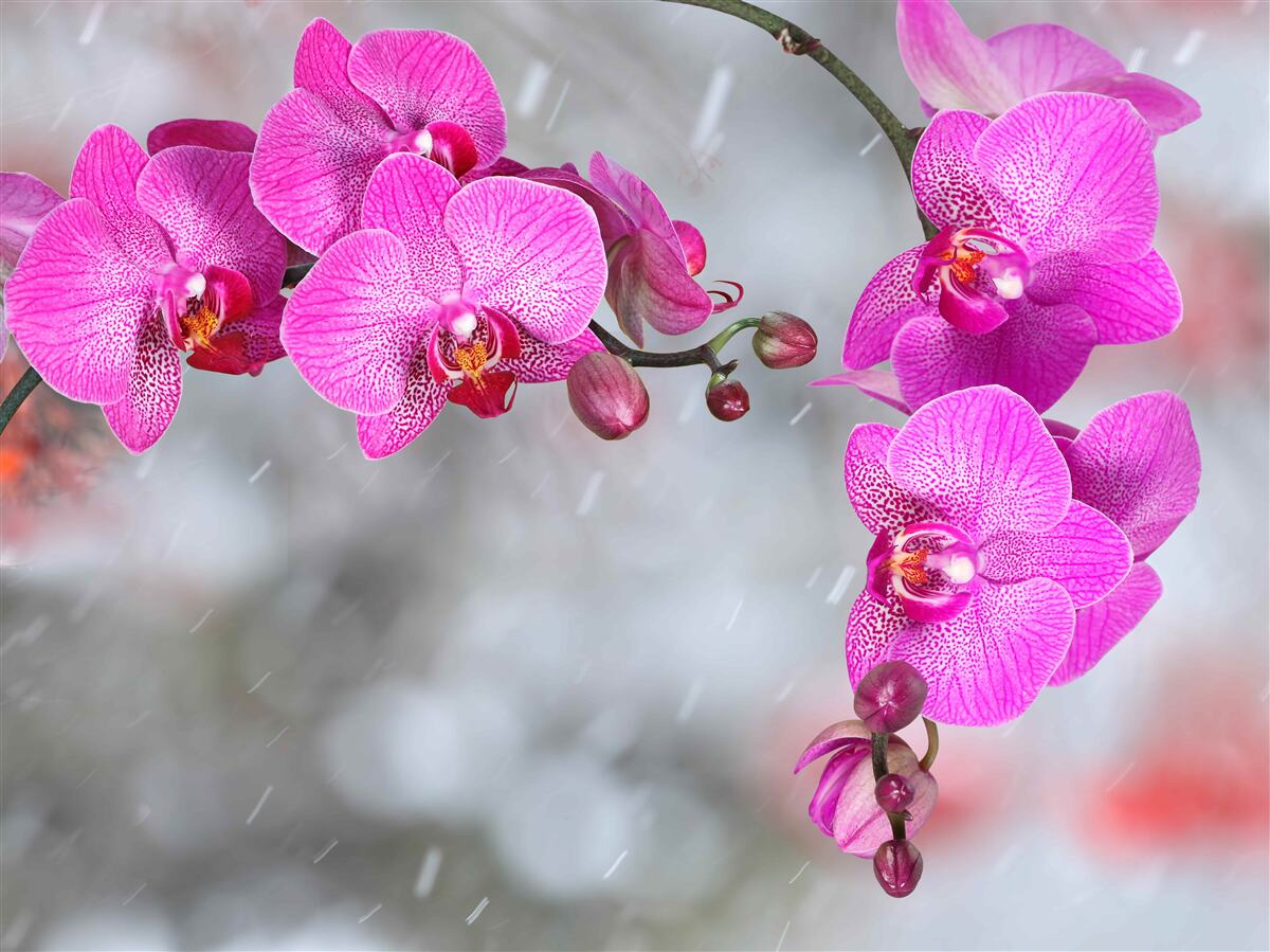 Fototapeta gałęzie różowych orchidei w deszczu
