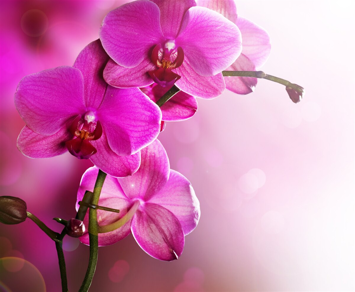 Fototapeta piękna gałąź liliowej orchidei w słońcu