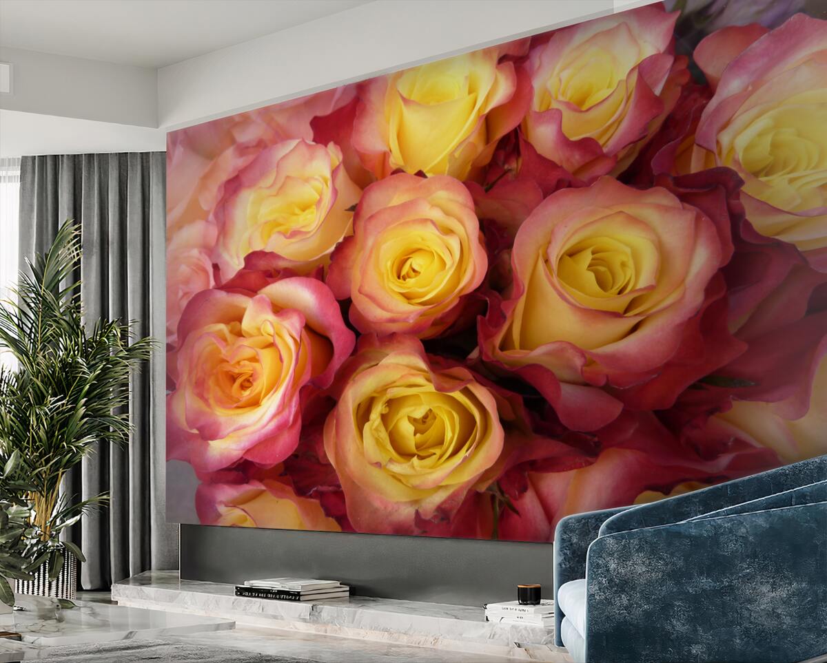 Fototapeta różowe tulipany z żółtym rdzeniem