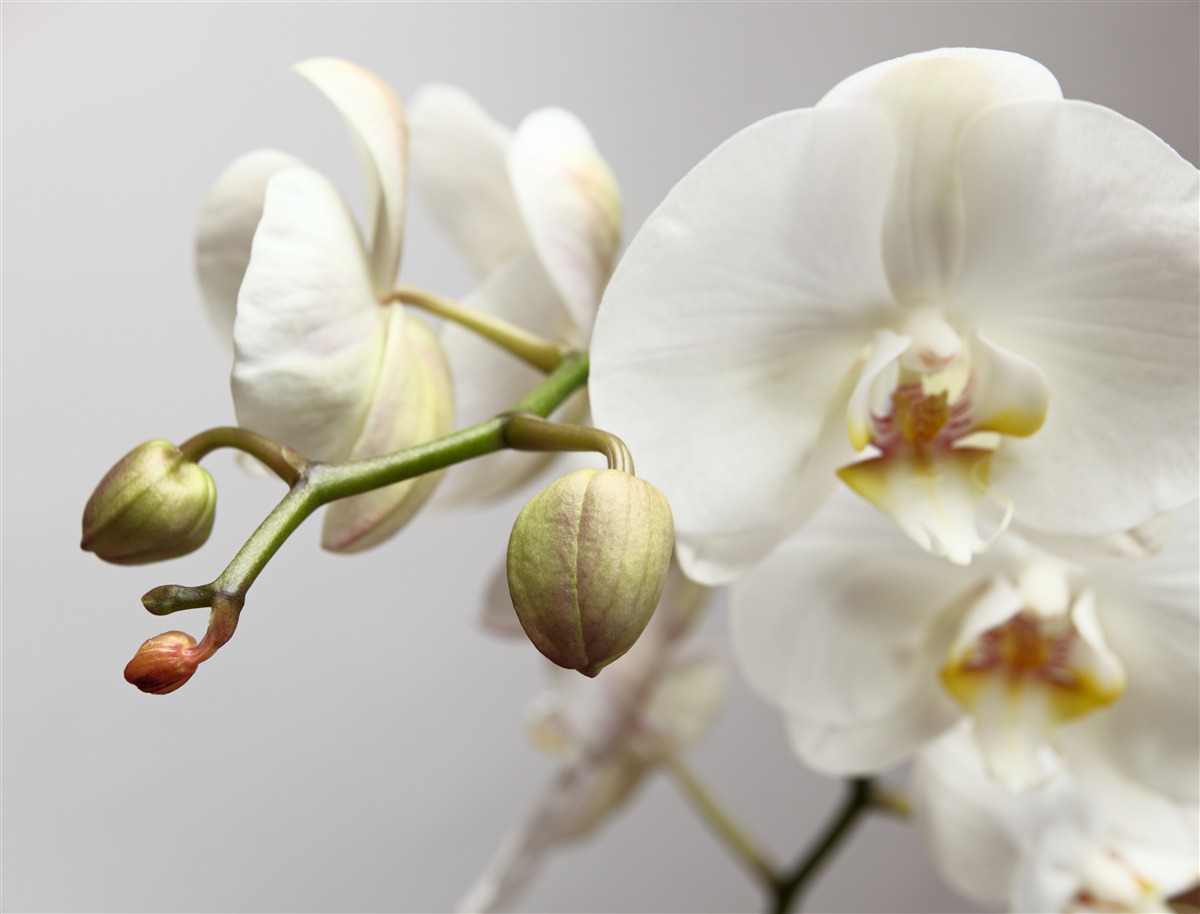 Fototapeta biała gałąź orchidei z kwiatami i pąkami
