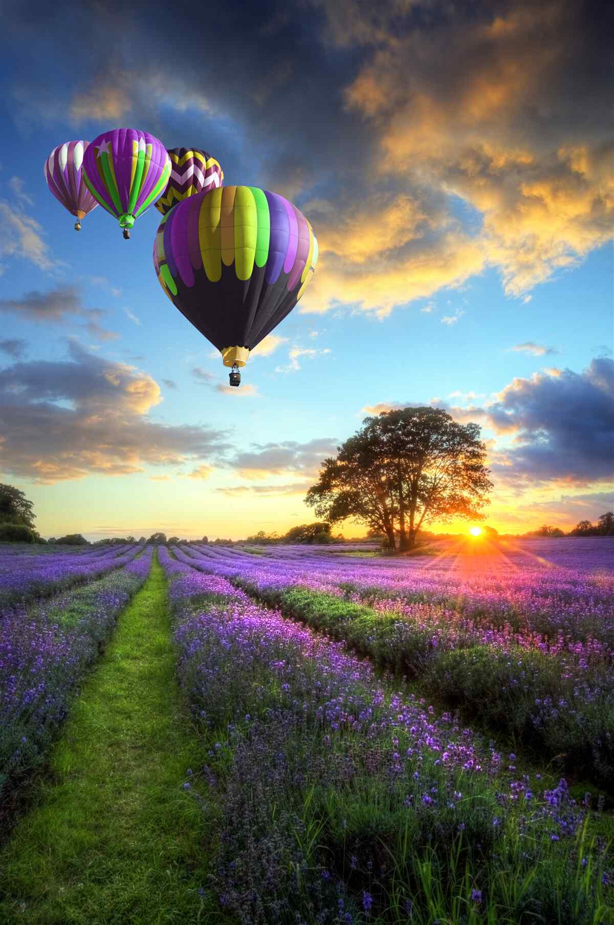 Fototapeta kolorowy balon na ogrzane powietrze unoszący się nad lawendą
